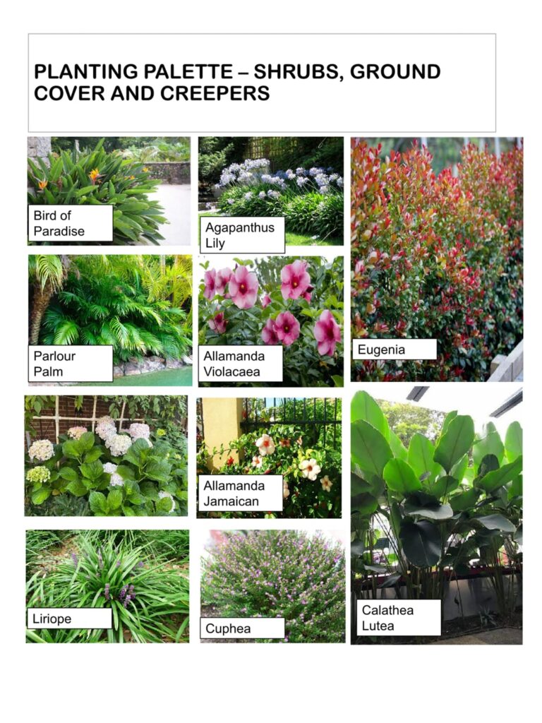 Tropical plant palette for luxury villa landscape featuring palms, decorative shrubs, and architectural foliage - Cherry Gardens.